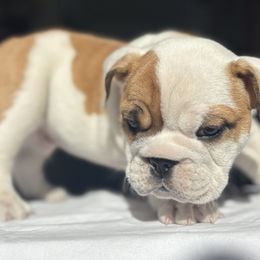 Bulldog Puppies from Anthony Manor Bulldogs