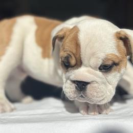 Bulldog Puppies from Anthony Manor Bulldogs