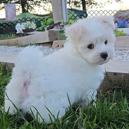 Sonny - White and lemon male Maltese puppy in Aurora, Missouri from KnJ Precious Paws LLC