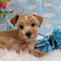 Nugget - Wheaten male Miniature Schnauzer puppy in Gary, Texas from Beards Little Schnauzers