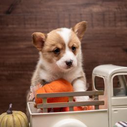 Pink - Sable female Pembroke Welsh Corgi puppy in Dobson, North Carolina from Clover S Farm