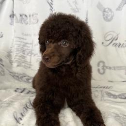 AKC Otto - Brown male Poodle puppy in Tecumseh, Oklahoma from Poodles in the Garden