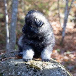 Pomsky Puppies from New World Pomskies