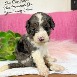 Chop chop lollipop - Merle female Bernedoodle puppy in Grove, Oklahoma from Guinn Family Farms