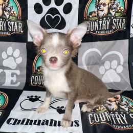 Nox - Blue and tan male Chihuahua puppy in Palmyra, Indiana from Country Star Chihuahuas