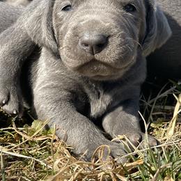 Boy 6 - Silver gray male Weimaraner puppy in Granite Falls, North Carolina from Pups and Pastures- Weimaraners