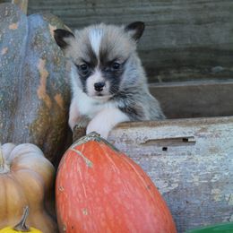Minneapolis Moline (Minnie) - Red female Pembroke Welsh Corgi puppy in Greentop, Missouri from Sevits Corgis & Golden Retrievers