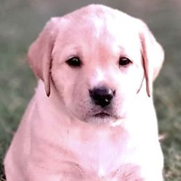Labrador Retrievers from Shekinah Labradors