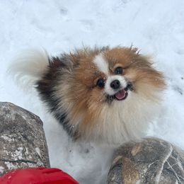 Dolly - Pomeranian