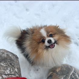 Dolly - Pomeranian