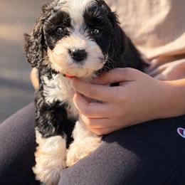 Clay - Black and white male Cavapoo puppy in Roseville, California from Lipscomb Doodles