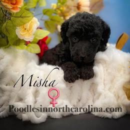 Misha - Black female Poodle puppy in Greenville, North Carolina from Grace Poodles