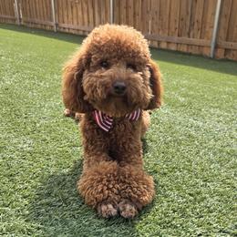 Rocky - Poodle