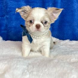 Milo - Merle male Chihuahua puppy in Mesa, Arizona from Arizona Dream Chihuahuas