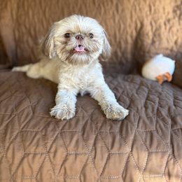 Remi ( AKC ) - Shih Tzu