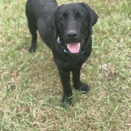 Hubert - Labrador Retriever