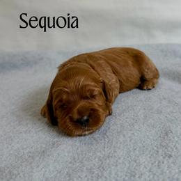 Sequoia - Red female Australian Labradoodle puppy in Chelsea, Michigan from Michigan Labradoodles
