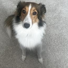Brookie - Shetland Sheepdog