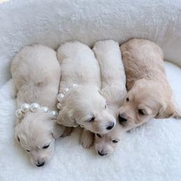 Gino the last in photo - Cream male Dachshund puppy in Richmond, Virginia from Irresistible Dachshunds & Cavaliers
