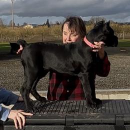 Girl 2 - female Cane Corso puppy in Dayton, Oregon from BlackStar Cane Corso