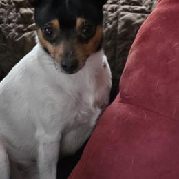 Toy Fox Terrier Puppies from Kitsune