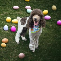 Rummy - Poodle