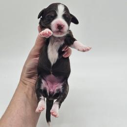 Girl 4 - Tri-color female Bernedoodle puppy in Salem, Missouri from Meadowbrook Poodles