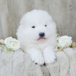 Dove - White and biscuit female Samoyed puppy in West Jordan, Utah from Rocky Mountain Samoyeds