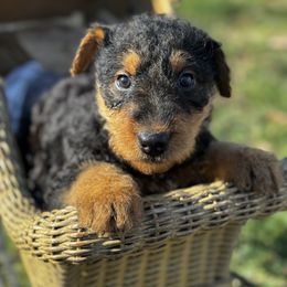 Noel - Black and tan Airedale Terrier puppy in Mooresville, North Carolina from Farm 55