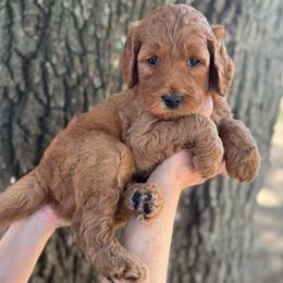 Schroeder (Blue Collar) - Red  male Goldendoodle puppy in Bay City, Texas from Charming Doods