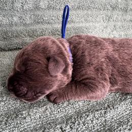 Gray 4 - Gray male Cane Corso puppy in Compton, California from Urban League Cane Corso