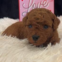 Cinnamon - Red  female Poodle puppy in Fairburn, Georgia from The Real Dog Breeders of Atlanta (peachy poodles)