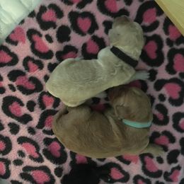 Goldendoodle and Labradoodle Puppies from Davis Doodles