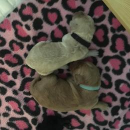 Goldendoodle and Labradoodle Puppies from Davis Doodles