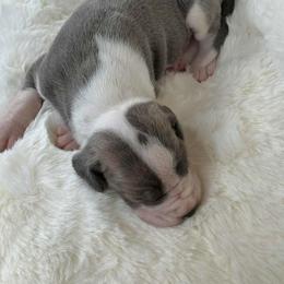 Great Dane Puppies from North Cedar Danes