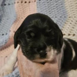 Girl 4 - Black white and tan female Cocker Spaniel puppy in New Riegel, Ohio from Riegelz Cockers