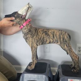 Great Dane Puppies from The Greater Dane Kennel