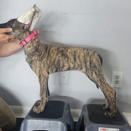 Great Dane Puppies from The Greater Dane Kennel