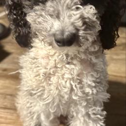 AKC Riley - Poodle