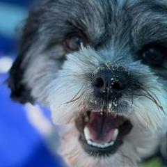 Lowchen from Nightsong Löwchen