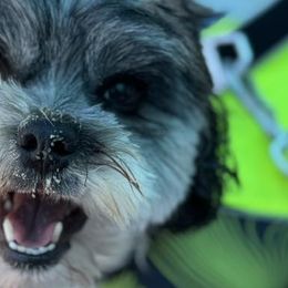 Lowchen from Nightsong Löwchen