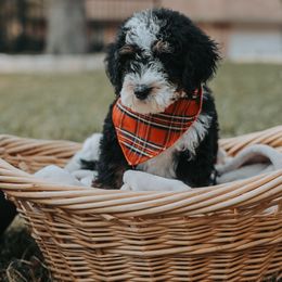 Bernedoodle and Goldendoodle Puppies from Doodles of North Tx