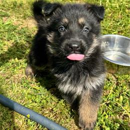 Fuji - Green boy - Bi-color male German Shepherd puppy in Oakley, California from Von Guadachi German Shepherds & Audacity Border Collies