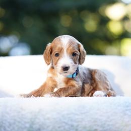 Bean - Red  male Goldendoodle puppy in Spokane, Washington from Puppy Love