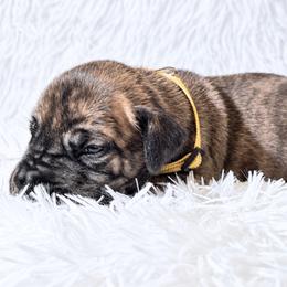 Effie - Brindle female Great Dane puppy in Montgomery, Texas from KD Sweet Southern Danes