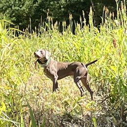 Ace - Weimaraner