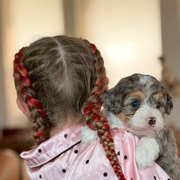 Clover - Blue merle female Bernedoodle puppy in Royse City, Texas from Platinum Bernedoodles of Texas
