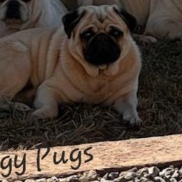 Yoda - Pug
