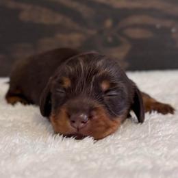 Ellie May - Chocolate and tan female Dachshund puppy in Dothan, Alabama from Little House Pups