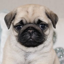 Pug Puppies from Pug Puppies of Boston